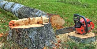 Trusted Zellwood, FL Tree Care Experts