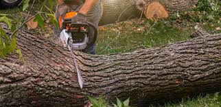 How Our Tree Care Process Works  in  Zellwood, FL